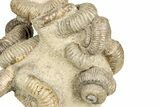 Tall Cluster Of Heteromorph (Nostoceras) Ammonite Fossils #241988-5